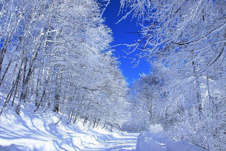 From Tbilisi: Sabaduri Forest, Chronicles & Bear Zoo