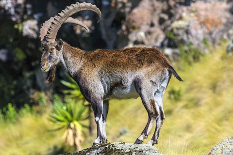 Gondar: 3-Day Simien Mountains Trek with Camping