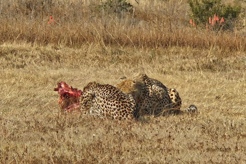 Rhino and Lion Park (Safari) and Cradle (Maropeng Museum) Private Tour