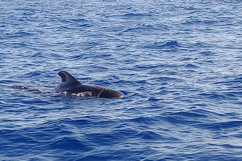 Excursión para ver las ballenas 2 horasExcursión - 2 Horas