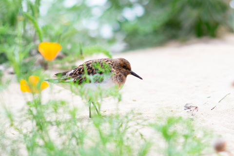 Tanzania: 2-Day Luxury Safari to Tarangire and Ngorongoro Tanzania safari