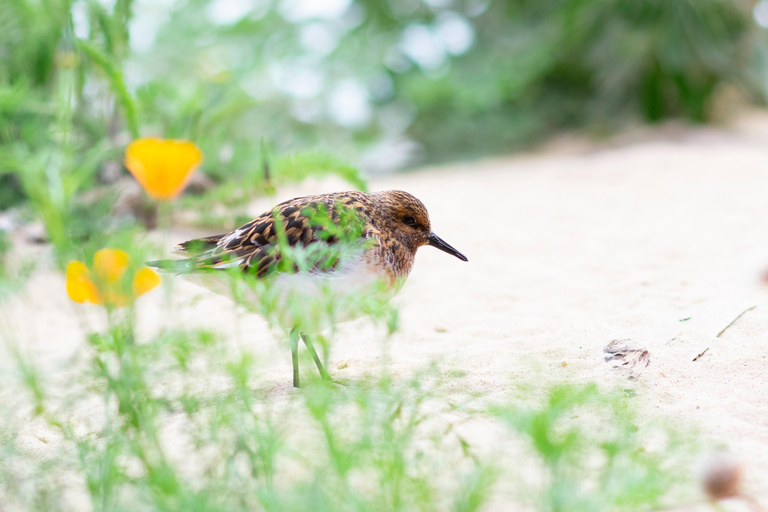 Tanzania: 2-Day Luxury Safari to Tarangire and Ngorongoro Tanzania safari