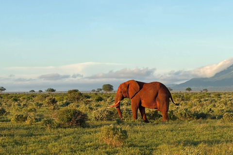 3-Day Safari in Tsavo East, Ngutuni, & Salt Lick – Big Five & Sunset Views 3-Day Safari in Tsavo East, Ngutuni & Salt Lick – Big Five & Sunset Views