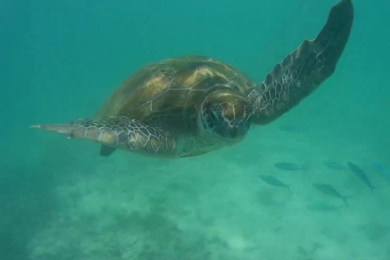 Mauricio: Tour privado por los lugares más destacados del norte con baño de tortuga