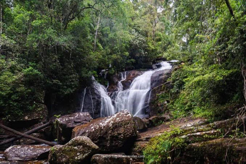From Riu Hotel: Sinharaja Rain Forest Trek & Waterfall Swim