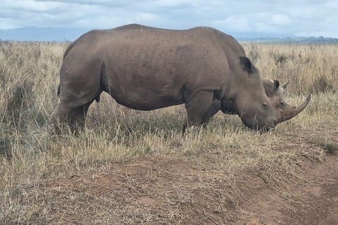 Nairobi National Park Half-Day Game Drive With Free Pick Up