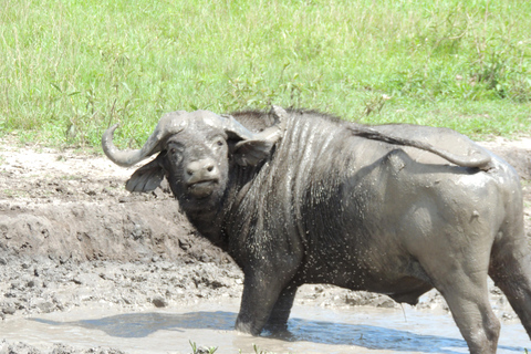 From Entebbe: 3-Day Lake Mburo Safari with Boat Cruise