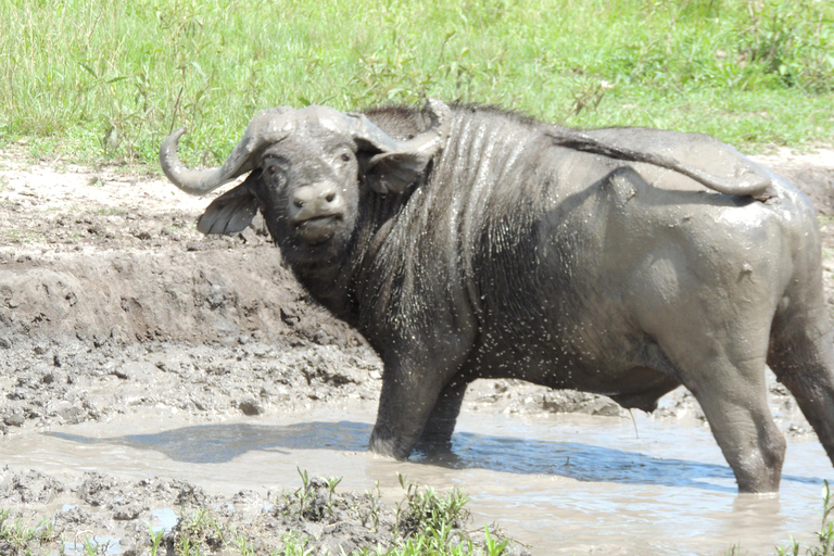 From Entebbe: 3-Day Lake Mburo Safari with Boat Cruise