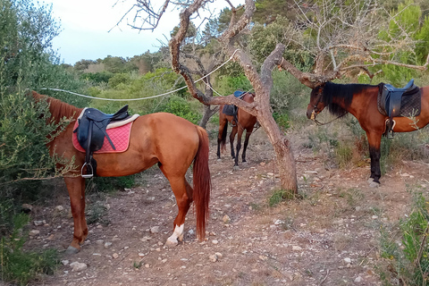 Mallorca: Randa Romántico Paseo a Caballo al Atardecer con Copas