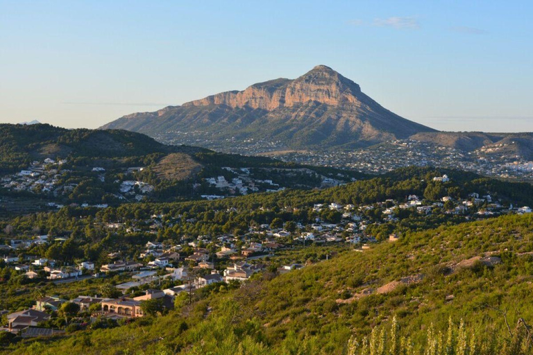 From Alicante: Elche Half-Day of Palms, History & Heritage