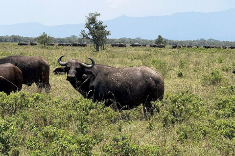 Nairobi: Lake Nakuru National Park and Lake Naivasha Tour
