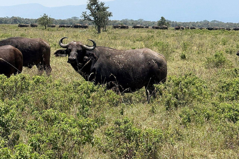 Nairobi: Lake Nakuru National Park and Lake Naivasha Tour