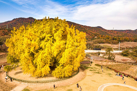 From Seoul: Autumn Instagrammable TourShared Tour, Meet at Myeongdong