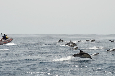 Albufeira: delfines y crucero por la cueva de Benagil