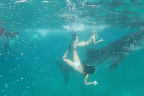 Cebu: Walvishaaien, Tumalog watervallen en snorkelen bij de Sardine Run