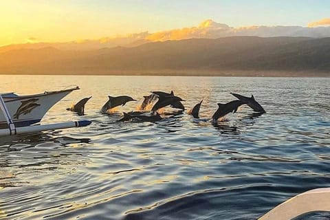Lovina Dolphin Watching, Sekumpul Waterfall & Coffee Tour