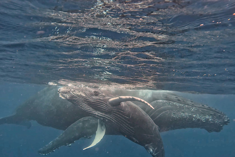 Eco-friendly Dolphin Watching Tour in Mauritius Le Morne Eco-friendly Dolphin Watching Tour in Mauritius Le Morne, Ma