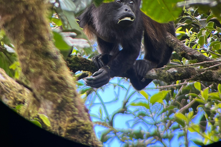 Monteverde cloud forest preserve tours