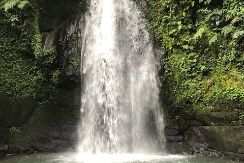 Ubud:Foresta delle scimmie, terrazze di riso, templi d&#039;acqua e cascate