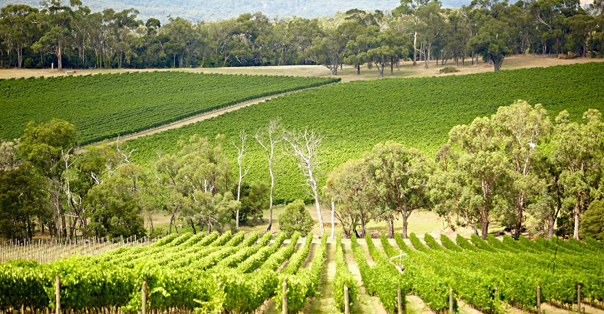 Melbourne: Yarra Valley Wine Bubbles & Kangaroos Tour photo 17