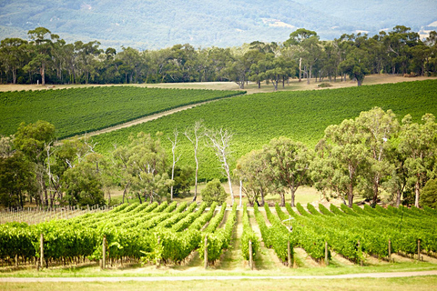 Melbourne: Yarra Valley Wine Bubbles & Kangaroos Tour