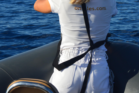 Calheta: Whale & dolphin watching small groups designer tour Calheta: Whale & dolphin watching Private designer tour