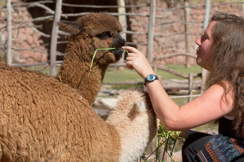 From Arequipa: Colca Canyon Day Trip with a stop in Puno From Arequipa: Day trip to Colca Canyon, ending in Puno