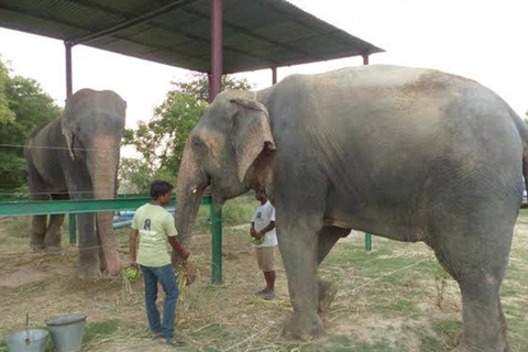 Taj Mahal with Elephant sanctuary tour Tour with Transportation and Guide only