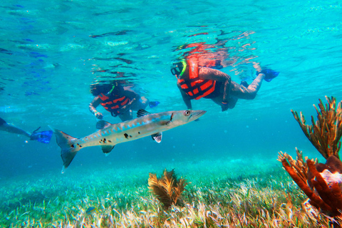 Cancún: Excursão de snorkeling aos recifes de Puerto Morelos e almoço à beira-marCancún: Passeio de mergulho com snorkel nos recifes de Puerto Morelos e almoço à beira-mar