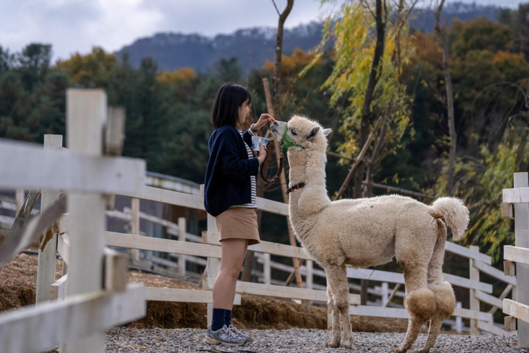 Gyeonggi: Alpaca & Sheep Ranch Admission Ticket in Gapyeong