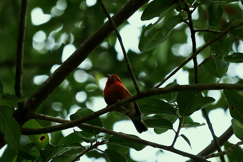 From Nairobi: Ondiri Wetland Guided Walking Tour