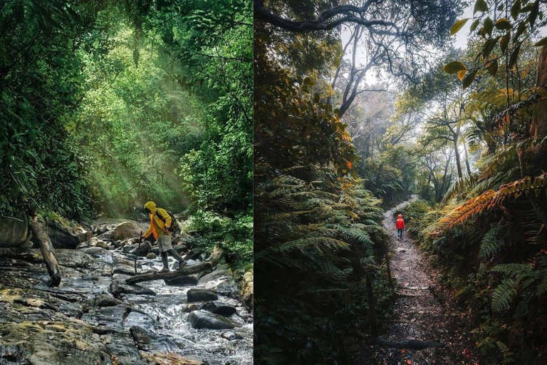 South Coast: Sinharaja Rainforest Walk and Waterfall