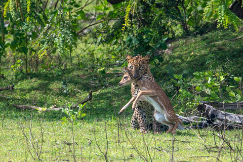 Yala Safari Tour from Galle/Weligama/Mirissa/Matara/Tangalle