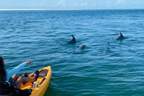 From Naples, FL: Marco Island Mangroves Kayak or Paddle Tour Easy Ride Pedal Kayak Tour