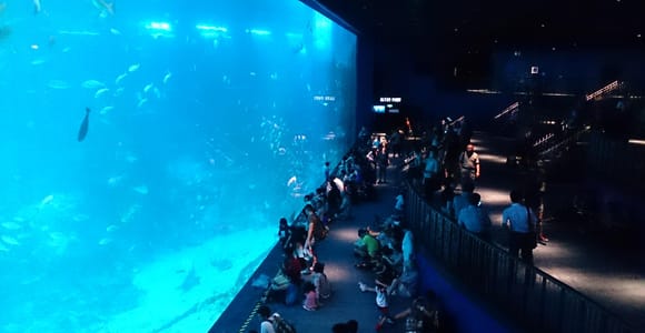 Oceanarium Addmission Ticket with Hotel Transfer
