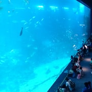 Oceanarium Addmission Ticket with Hotel Transfer Oceanarium Addmission Ticket with Hotel Transfer