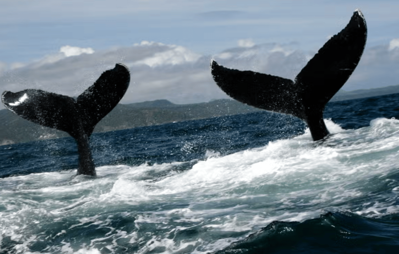 Privates Tagesabenteuer: Whale Watching in Samaná & Cayo Levantado