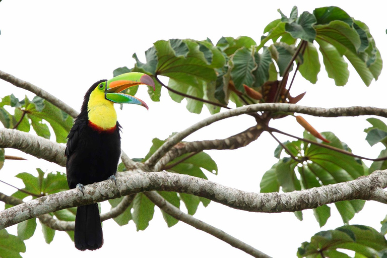 Monteverde: Dawn Birding with Finca Lantana's Owners