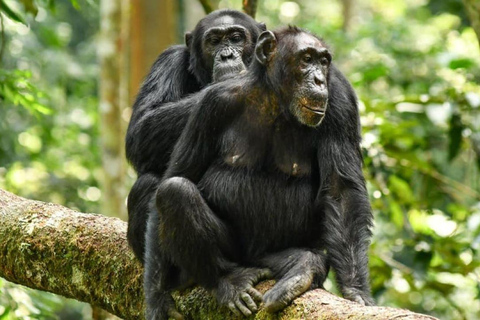 From Nairobi: Overnight Ol Pejeta Conservancy Safari From Nairobi: Overnight Ol Pejeta Conservancy Safari