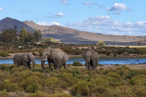 Cape Town: Horseback Ride & BIG5 Sunset Safari