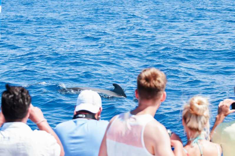 whale watching tour teneriffa