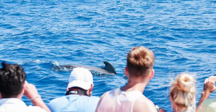 Tenerife : observation des baleines en catamaran