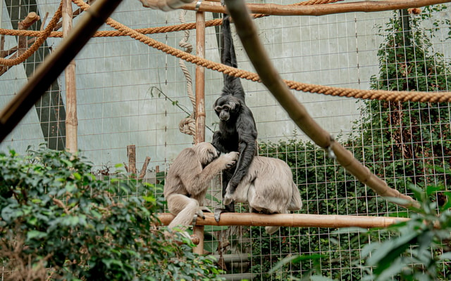 Zurich: Private Visiting and Photoshoot at Zoo Zurich!