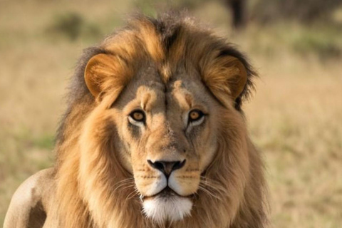 From Johannesburg: 2-Day Kruger National Park Safari