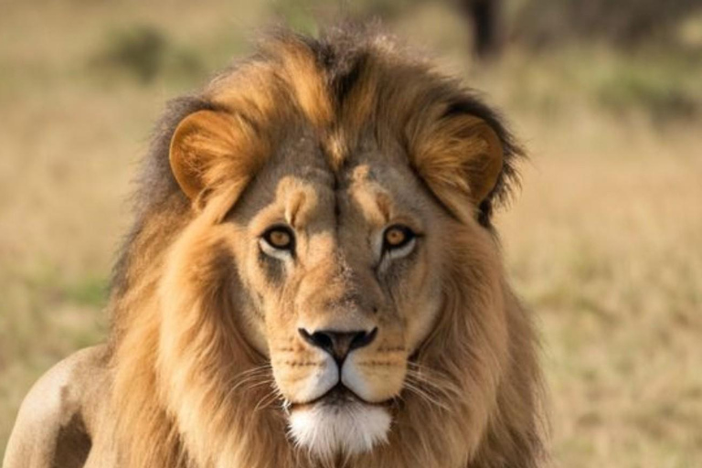 From Johannesburg: 2-Day Kruger National Park Safari