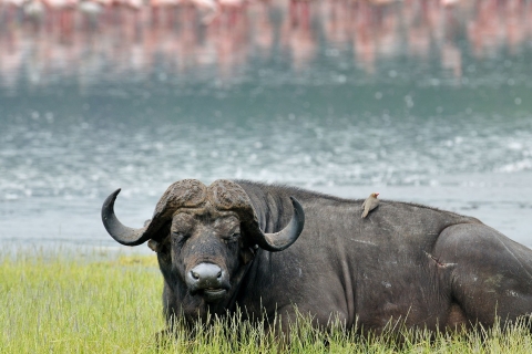 Safari guidé d'une journée dans le parc national du lac Nakuru