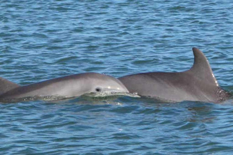 Charleston: Daytime or Sunset Historic Harbor Cruise Daytime or Sunset Harbor Cruise