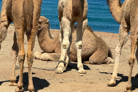 Four hours tangier tour