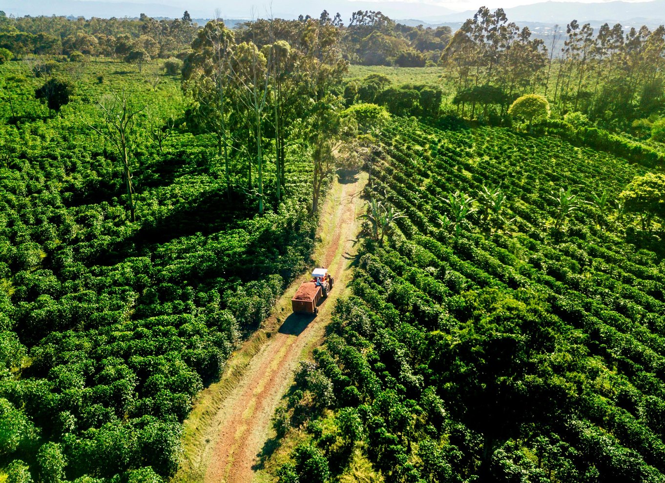 Alajuela: Guidet tur til kaffeplantage med smagning