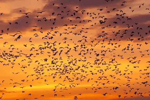 Labuan Bajo Sunset Trip – Explore 3 Destinations